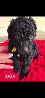 Look, a male Poodle - Standard  for sale in Columbia Falls, MT – 4 of 7