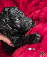 Look, a female Poodle - Standard  for sale in Columbia Falls, MT – Photo 2 of 2