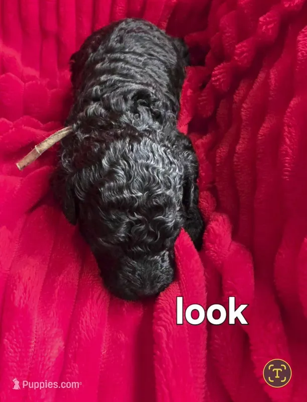 Look – Poodle - Standard  puppy for sale in Columbia Falls, MT