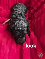 Look, a female Poodle - Standard  for sale in Columbia Falls, MT – Photo 1 of 2