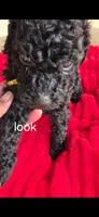 Look, a male Poodle - Standard  for sale in Columbia Falls, MT – 5 of 7