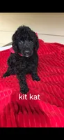 Kit kat, a female Poodle - Standard  for sale in Columbia Falls, MT – 3 of 6