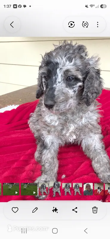 Spud – Poodle - Multi-Colored Standard puppy for sale in Columbia Falls, MT