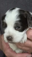 Dagwood, a male Cocker Spaniel and Poodle - Miniature  for sale in Columbia Falls, MT – 3 of 4