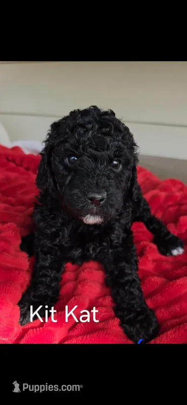 Kit kat – Poodle - Standard  puppy for sale in Columbia Falls, MT