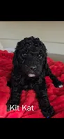 Kit kat, a female Poodle - Standard  for sale in Columbia Falls, MT – 4 of 6