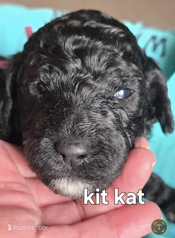 Kit kat – Poodle - Standard  puppy for sale in Columbia Falls, MT
