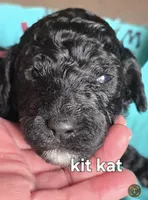 Kit kat, a female Poodle - Standard  for sale in Columbia Falls, MT – 5 of 6