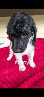 Sunny, a female Poodle - Multi-Colored Standard for sale in Columbia Falls, MT – 3 of 5