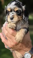 BEASLEY, a male Cocker Spaniel and Poodle - Miniature  for sale in Columbia Falls, MT – 5 of 5