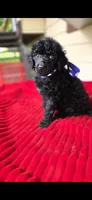 Look, a male Poodle - Standard  for sale in Columbia Falls, MT – 3 of 7