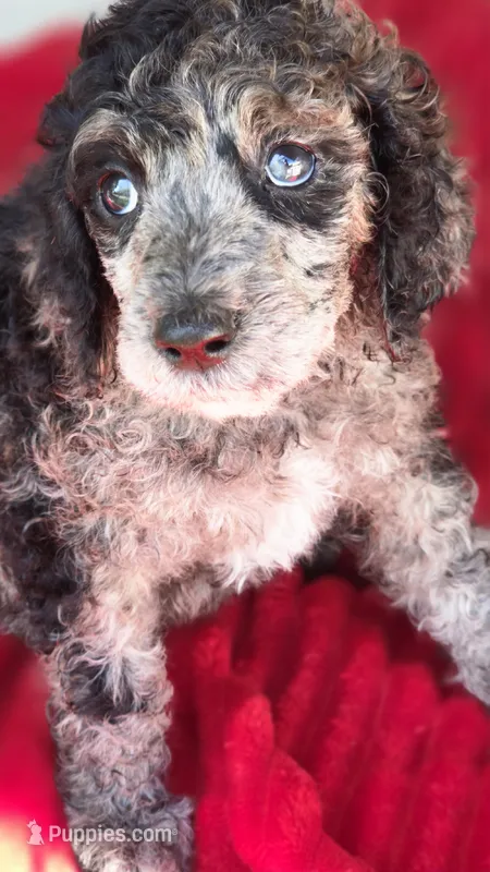 Rancher – Poodle - Multi-Colored Standard puppy for sale in Columbia Falls, MT