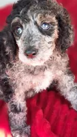 Rancher, a male Poodle - Multi-Colored Standard for sale in Columbia Falls, MT – 4 of 7