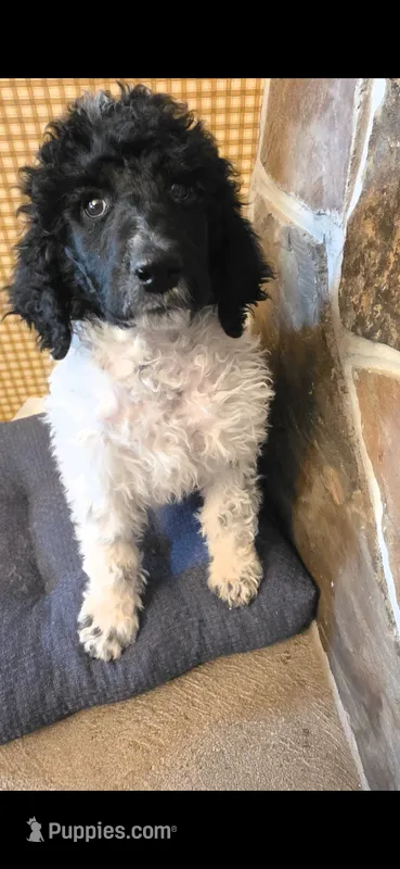 Big Hunk – Poodle - Multi-Colored Standard puppy for sale in Columbia Falls, MT