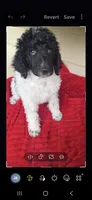 Big Hunk, a male Poodle - Multi-Colored Standard for sale in Columbia Falls, MT – 2 of 5