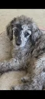 Spud, a male Poodle - Multi-Colored Standard for sale in Columbia Falls, MT – 2 of 5