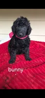 Bunny, a female Poodle - Standard  for sale in Columbia Falls, MT – 1 of 3