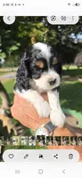 Dithers, a male Cocker Spaniel and Poodle - Miniature  for sale in Columbia Falls, MT – 3 of 3