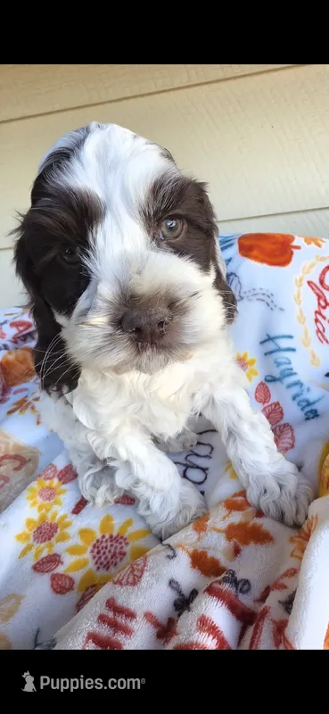 Dagwood – Cocker Spaniel, Poodle - Miniature  puppy for sale in Columbia Falls, MT