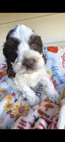 Dagwood, a male Cocker Spaniel and Poodle - Miniature  for sale in Columbia Falls, MT – 1 of 2