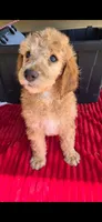 Chick, a female Poodle - Standard  for sale in Columbia Falls, MT – 2 of 8