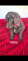 Daisy, a female Poodle - Standard  for sale in Columbia Falls, MT – 2 of 5