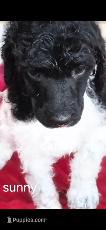 Sunny – Poodle - Multi-Colored Standard puppy for sale in Columbia Falls, MT