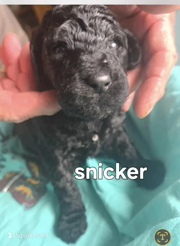 Snicker – Poodle - Standard  puppy for sale in Columbia Falls, MT