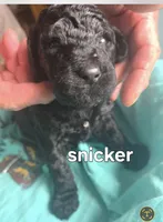 Snicker, a male Poodle - Standard  for sale in Columbia Falls, MT – Photo 1 of 2