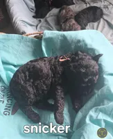 Snicker, a male Poodle - Standard  for sale in Columbia Falls, MT – Photo 2 of 2