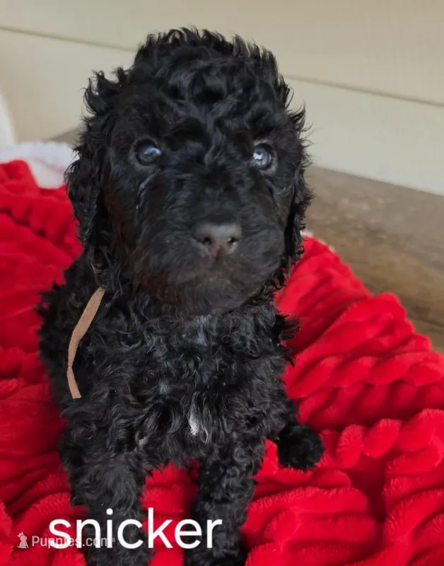 Snicker – Poodle - Standard  puppy for sale in Columbia Falls, MT