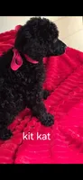 Kit kat, a female Poodle - Standard  for sale in Columbia Falls, MT – 2 of 6