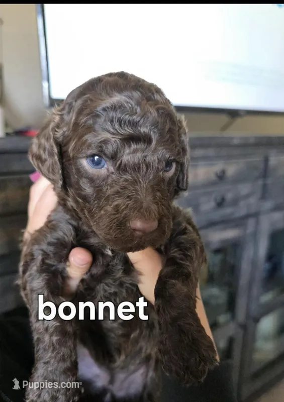 Bonnet – Poodle - Standard  puppy for sale in Columbia Falls, MT
