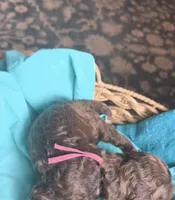 Bonnet, a female Poodle - Standard  for sale in Columbia Falls, MT – Photo 5 of 5