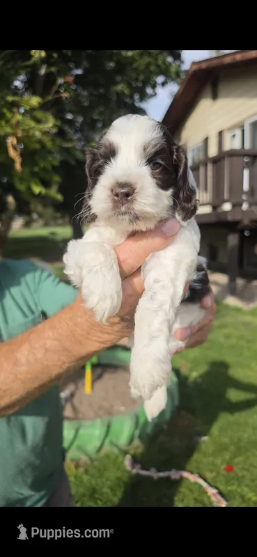 Dagwood – Cocker Spaniel, Poodle - Miniature  puppy for sale in Columbia Falls, MT