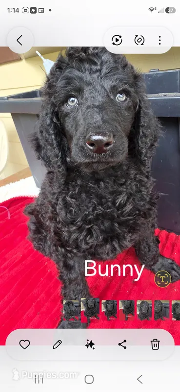 Bunny – Poodle - Standard  puppy for sale in Columbia Falls, MT