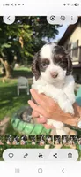 Tootsie, a female Cocker Spaniel and Poodle - Miniature  for sale in Columbia Falls, MT – 3 of 4