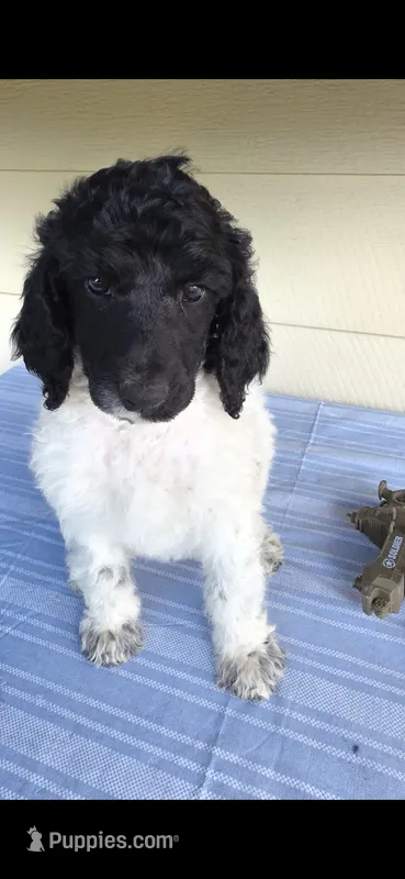 Candy – Poodle - Multi-Colored Standard puppy for sale in Columbia Falls, MT