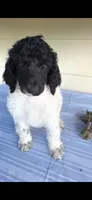 Candy, a female Poodle - Multi-Colored Standard for sale in Columbia Falls, MT – 1 of 6