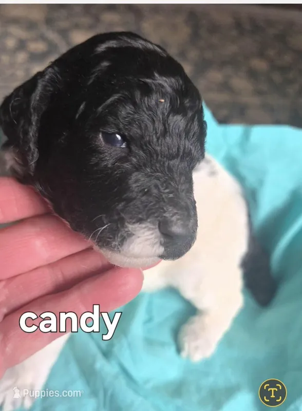 Candy – Poodle - Multi-Colored Standard puppy for sale in Columbia Falls, MT