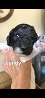 Candy, a female Poodle - Multi-Colored Standard for sale in Columbia Falls, MT – 6 of 6