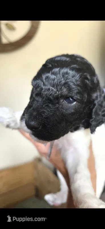 Candy – Poodle - Multi-Colored Standard puppy for sale in Columbia Falls, MT