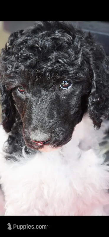 Sunny – Poodle - Multi-Colored Standard puppy for sale in Columbia Falls, MT