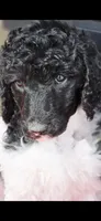 Sunny, a female Poodle - Multi-Colored Standard for sale in Columbia Falls, MT – 1 of 5