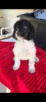 Tulip, a female Poodle - Standard  for sale in Columbia Falls, MT – 4 of 7