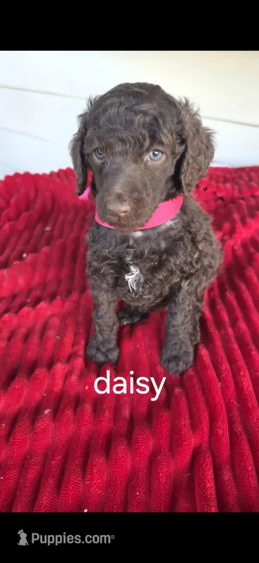Daisy – Poodle - Standard  puppy for sale in Columbia Falls, MT