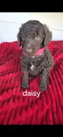 Daisy, a female Poodle - Standard  for sale in Columbia Falls, MT – 1 of 5