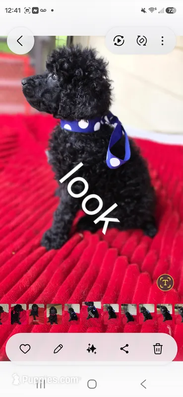 Look – Poodle - Standard  puppy for sale in Columbia Falls, MT