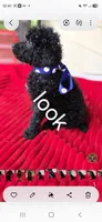 Look, a male Poodle - Standard  for sale in Columbia Falls, MT – 1 of 7