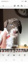 Spring, a female Poodle - Multi-Colored Standard for sale in Columbia Falls, MT – 8 of 8